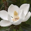 arvind_john